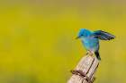 Male mountain bluebird in the Mission Valley, Montana, USA. Art Print